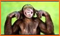 Monkey Sounds related image