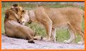 Lioness Health related image