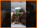 Guinea Pig Communicator related image