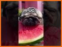 Cute Pug Puppy Keyboard Background related image