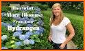 Monazoo - Hydrangea is a flower of the Hydrangea related image