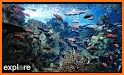 Aquarium Fish Live Watch Faces related image