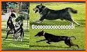 Greyhound Dog Racing Fever – Pet Racing Challenge related image