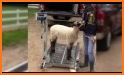 Prime Sheep Tracker related image