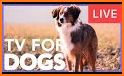 Pets For Sale – Animals, Puppies, Dogs For Sale related image