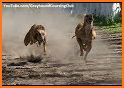 puppy dog racing pal related image