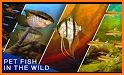 Wild Fish related image