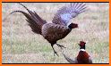 Bird Hunting Chicken Shooting Aim Wild Hen Hunt related image