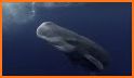 The Sperm Whale related image