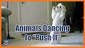 Animal Dance puppies related image