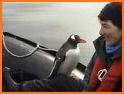 Cute Penguin Rescue related image