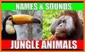 Jungle - Animal Sounds related image