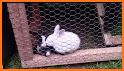 Rabbit Escape related image