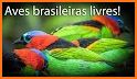 Brazilian's birds sounds related image