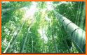 Bamboo Forest Live Wallpaper related image