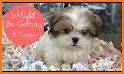 Pets For Sale – Animals, Puppies, Dogs For Sale related image