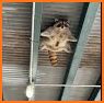 Mischievous Raccoon Escape related image