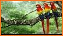 Scarlet Macaw Pictures related image