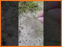 Ants Rush related image