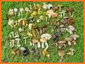 Picture Mushroom - Mushroom ID related image