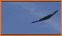 Stealth Speed Gliding related image