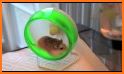 Super Hamster Running related image