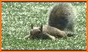 Squirre lville related image