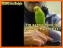 Video Touch - Birds related image