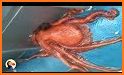 Painter Octopus Escape - Kavi related image