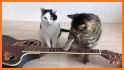 Guitar Cat Escape related image