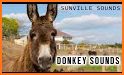 Donkey Sounds related image