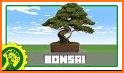 Pocket Bonsai related image