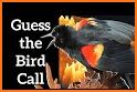 North American Bird ID Quiz related image