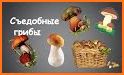 EcoGuide: Russian Fungi related image