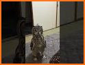 Owl Look Friends related image