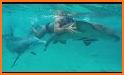 Dolphin Aquarium:  Fun Sports 3D Challenge related image