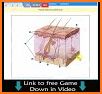 Integumentary System - Skin Quiz related image