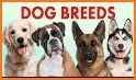 Identify Dog Breeds related image