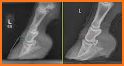 Laminitis related image
