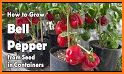 Bell pepper related image