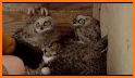 Horned Owl Rescue related image