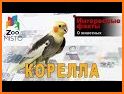 Попугай корелла - всё о кореллах related image