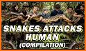 Snakes Attack related image