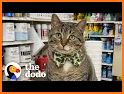 ShopCats related image
