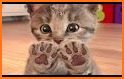 My Little Cat - Virtual Pet related image
