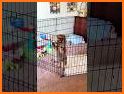 Cute Pup Fox Escape - A2Z related image