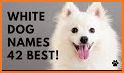 Cute White Dog Keyboard Background related image