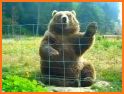 Cute Brown Bear Theme related image