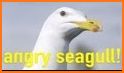Angry Seagull related image