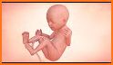 Fetal Development Week By Week related image